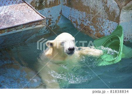 天王寺動物園のホッキョクグマ 81838834