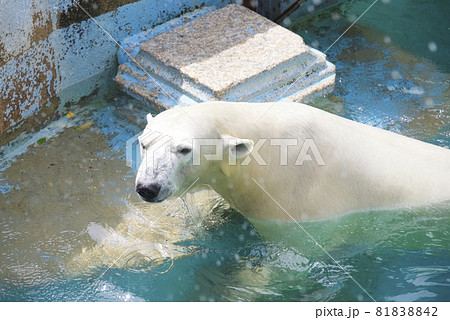 天王寺動物園のホッキョクグマ 天王寺動物園のホッキョクグマ 81838842