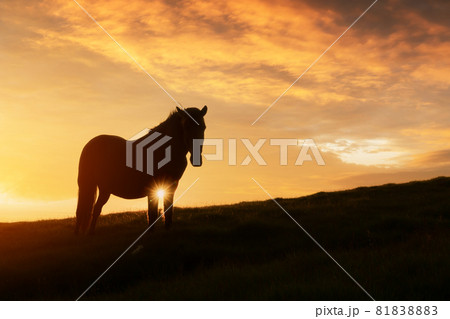 Horse on evening meadow in mountains valley during sunset 81838883