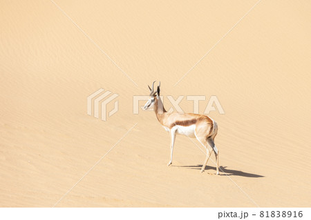 A male of black-faced impala in desert 81838916