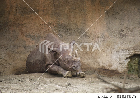 天王寺動物園のヒガシクロサイ 天王寺動物園のヒガシクロサイ 81838978