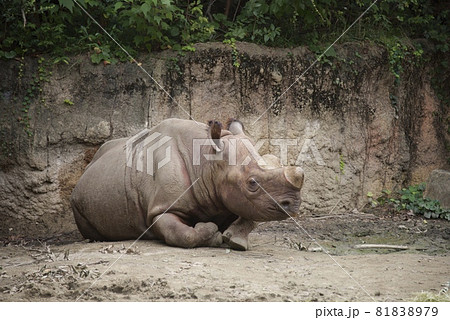天王寺動物園のヒガシクロサイ 天王寺動物園のヒガシクロサイ 81838979
