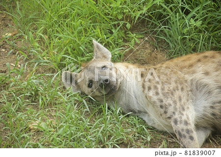 天王寺動物園のブチハイエナ 81839007