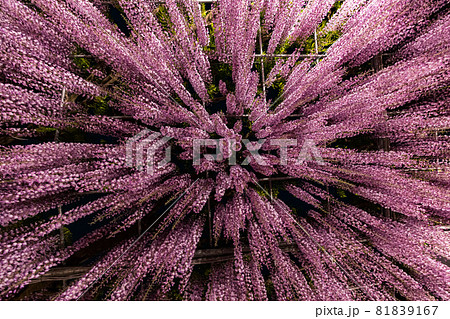 あしかがフラワーパーク 藤の花 満開 ライトアップ あしかがフラワーパーク 藤の花 満開 ライトアップ 81839167