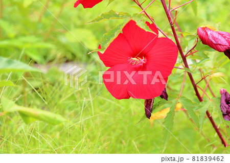 タイタンビカスの花 タイタンビカスの花 81839462