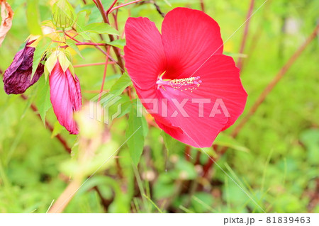 タイタンビカスの花 タイタンビカスの花 81839463