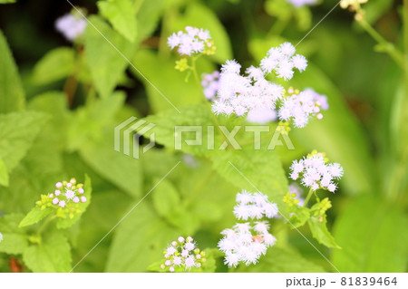 アゲラタムの花 アゲラタムの花 81839464