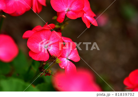 秋に咲く花・ゼラニウム 秋に咲く花・ゼラニウム 81839702