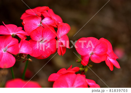 秋に咲く花・ゼラニウム 秋に咲く花・ゼラニウム 81839703