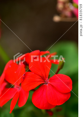 秋に咲く花・ゼラニウム 81839709