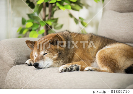 ソファーで寝る犬 81839710