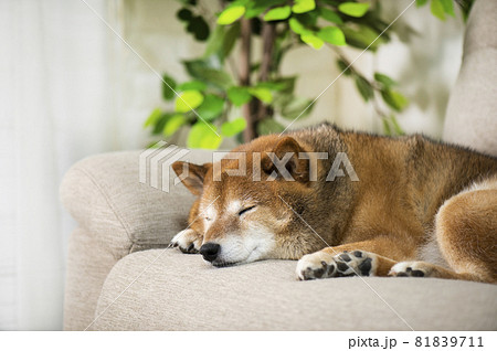 ソファーで寝る犬 81839711