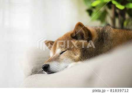 ソファーで寝る犬 81839712