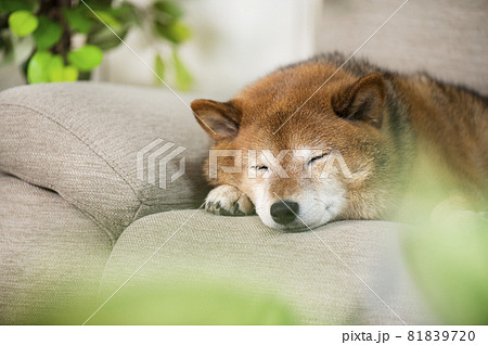 ソファーで寝る犬 81839720
