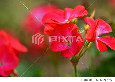 秋に咲く花・ゼラニウム 秋に咲く花・ゼラニウム 81839775