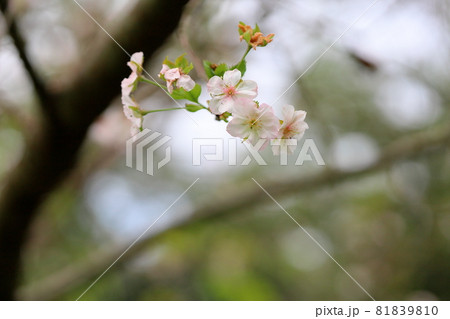 桜の花 アーコレード 桜の花 アーコレード 81839810
