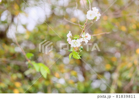 桜の花　アーコレード 81839811