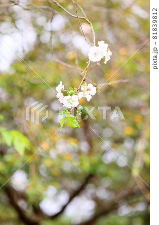 桜の花 アーコレード 桜の花 アーコレード 81839812