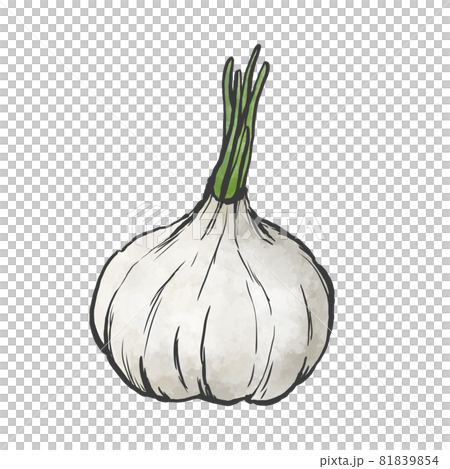 ニンニクの芽の和風手描きイラスト 81839854