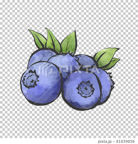 ブルーベリーの和風手描きイラストのイラスト素材