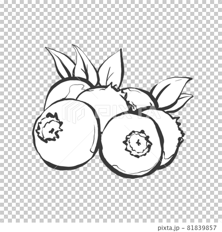 ブルーベリーの和風手描き線画イラスト ブルーベリーの和風手描き線画イラスト 81839857