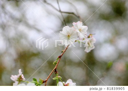 桜の花 アーコレード 桜の花 アーコレード 81839905