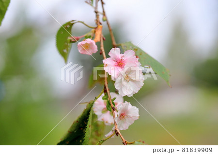 桜の花　アーコレード 81839909