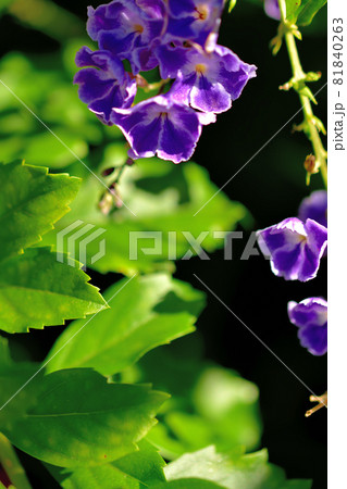 秋に咲く花・デュランタ 秋に咲く花・デュランタ 81840263