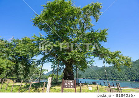 荘川桜 81840367