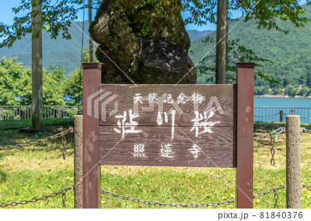 荘川桜 荘川桜 81840376