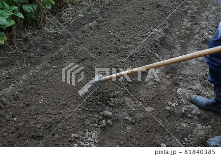 ダイコン畑の種まき準備 81840385