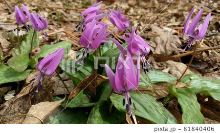 北国の遅い春にようやく咲いたカタクリの花 北国の遅い春にようやく咲いたカタクリの花 81840406