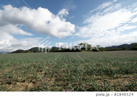 鳥取　四季の散歩　秋　ラッキョウの花 81840524
