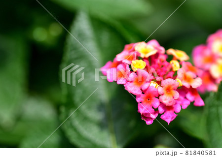 秋に咲く花・ランタナ 秋に咲く花・ランタナ 81840581