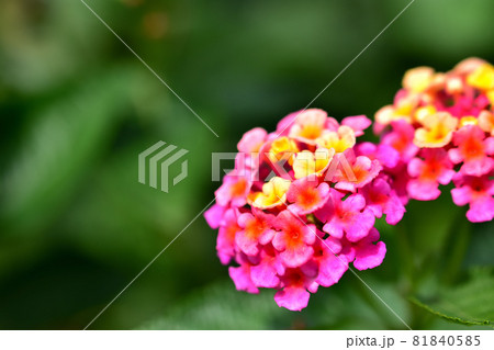 秋に咲く花・ランタナ 秋に咲く花・ランタナ 81840585