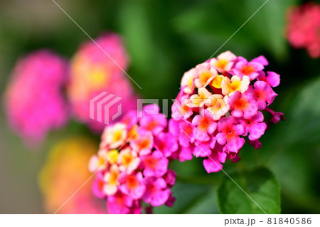 秋に咲く花・ランタナ 81840586