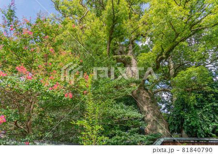 甚目寺 甚目寺 81840790