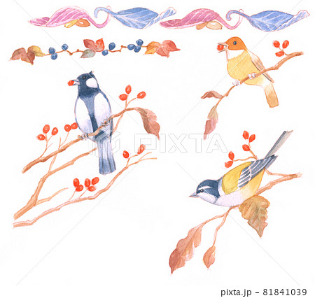 水彩画：秋の鳥のイラスト素材 [81841039] - PIXTA