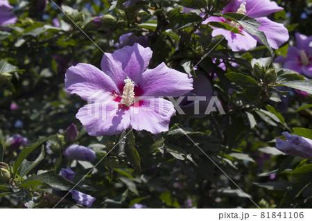 ムクゲ 花 植物 81841106