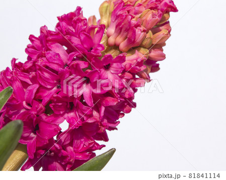 ヒヤシンス 花 ピンク 81841114