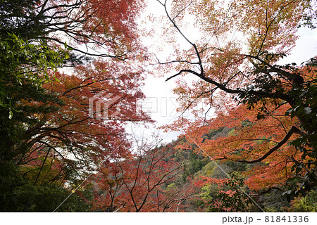 亀山公園(嵐山公園)の紅葉 亀山公園(嵐山公園)の紅葉 81841336