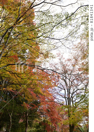 亀山公園(嵐山公園)の紅葉 亀山公園(嵐山公園)の紅葉 81841341