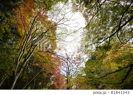 亀山公園（嵐山公園）の紅葉 81841343