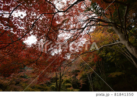 亀山公園（嵐山公園）の紅葉 81841350