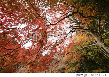 亀山公園(嵐山公園)の紅葉 亀山公園(嵐山公園)の紅葉 81841351