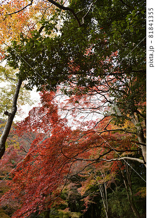 亀山公園(嵐山公園)の紅葉 亀山公園(嵐山公園)の紅葉 81841355