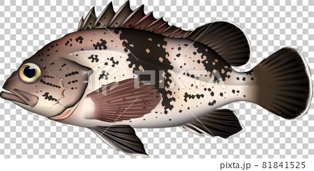 魚イラスト　タヌキメバル　EPSベクター jpg png 81841525