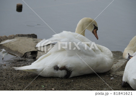 トンボ池公園の白鳥 81841621