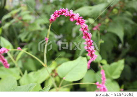 ピンク色のオオケタデの花 81841663