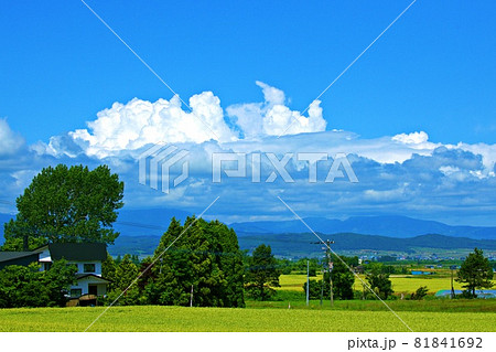 大草原と夏の北海道の入道雲 81841692